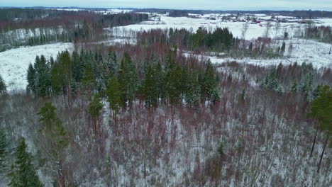 dron panorámico aéreo sobre prado congelado, bosque de pinos en el horizonte del campo
