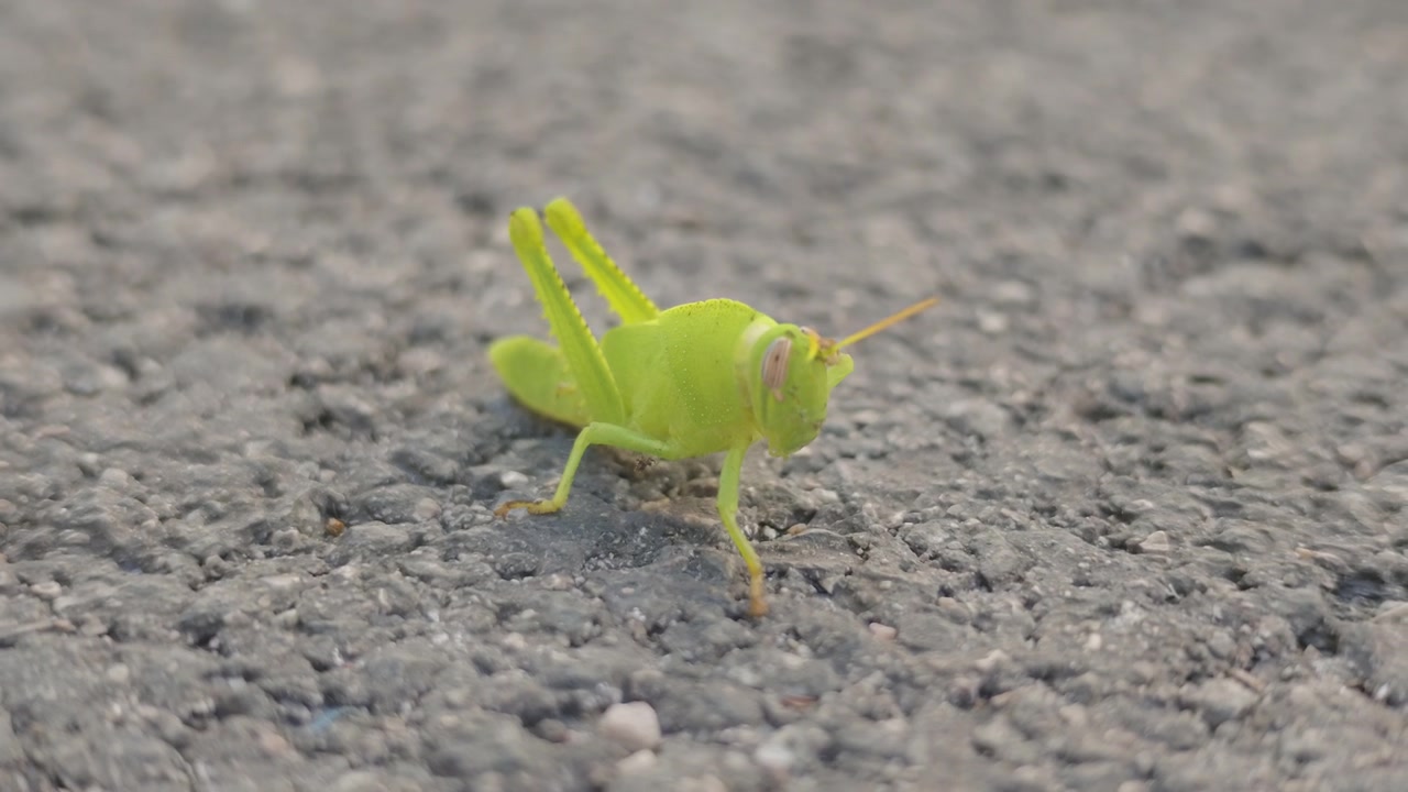 Primo piano di una cavalletta verde che riposa su asfalto grigio ruvido, Costa Azzurra, Francia.
