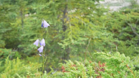 zooming into the wild flower while wind blowing with background of the greenery summer wild forest in banff national park,alberta,canada