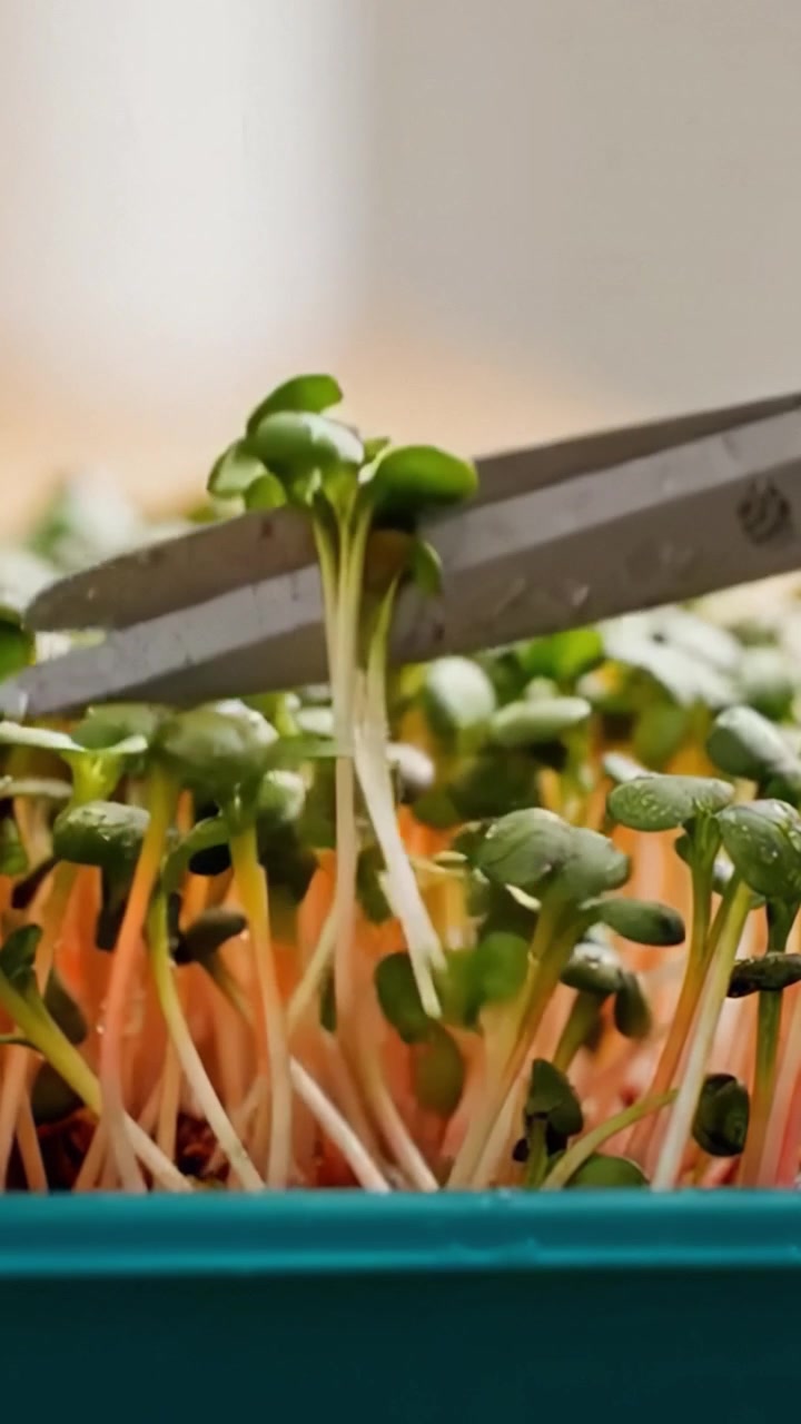 Microvegetales saludables creciendo en un recipiente luminoso con hojas frescas y raíces asomándose, exhibiendo el potencial de cosecha de la naturaleza para nutrición y sabor.