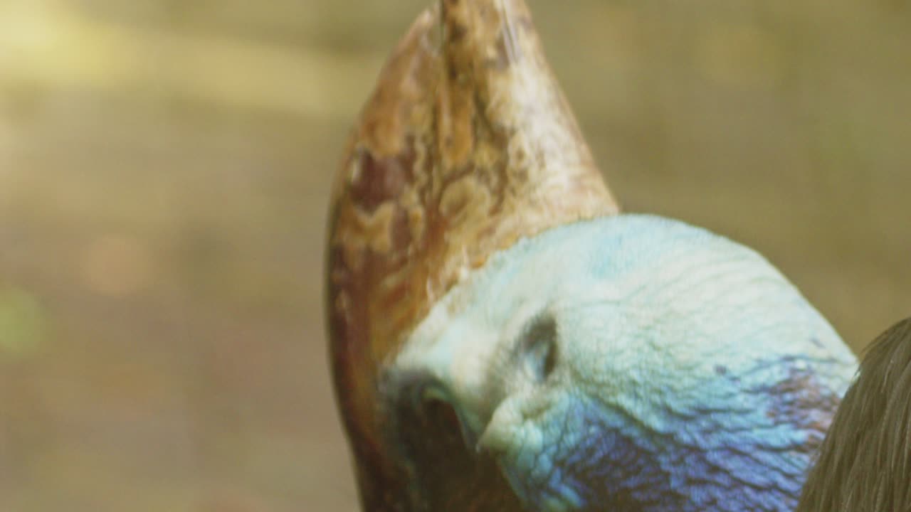 인도네시아 남부 화식조 삼키는 과일, 슬로우 모션