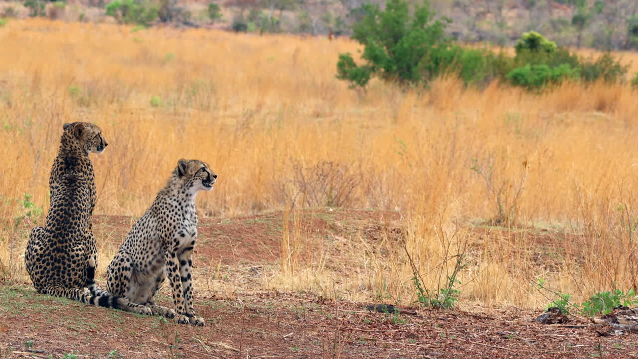 Mother Cheetah and cub sitting in shade (Acinonyx jubatus), zoom in