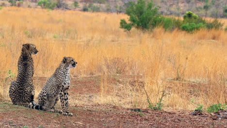 mother cheetah and cub sitting in shade (acinonyx jubatus), zoom in