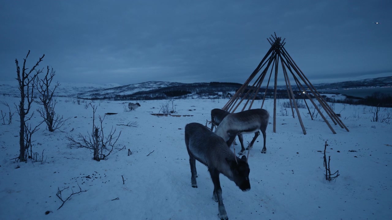 Rebanho de renas perto de um lavvu Sami tradicional em uma paisagem ártica nevada na Noruega