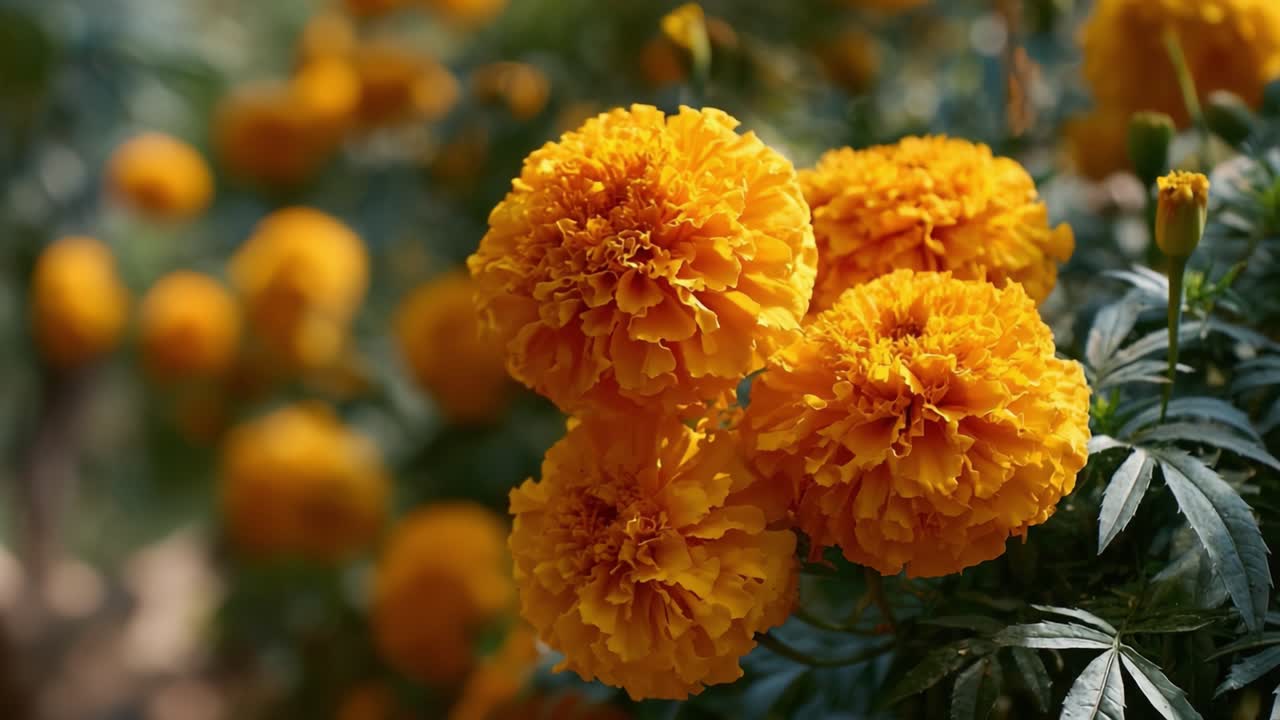 Strålende ringblomster i full blomst: Et fantastisk skue av gylne kronblader omgitt av frodig grønt løvverk, fanget i naturens prakt.