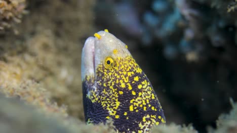 Una-Hermosa-Anguila-De-Colores-Moviéndose-Bajo-El-Agua