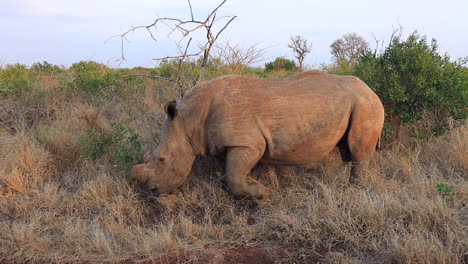 Enthorntes-Breitmaulnashorn-Frisst-Gräser-Am-Straßenrand-Im-Thanda-Privatreservat