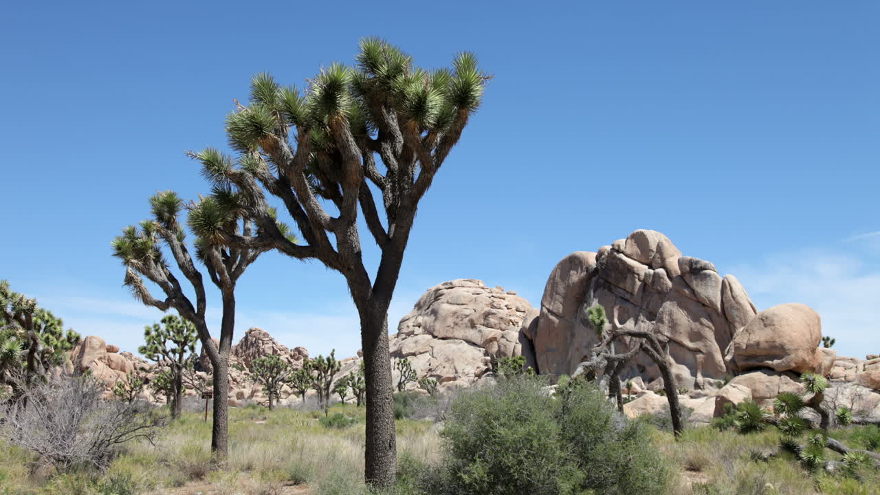 национальный парк джошуа-дерева пан 1