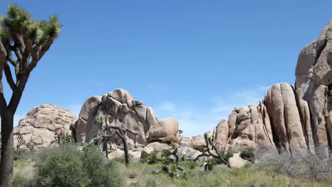 Parque-Nacional-Joshua-Tree-Pan-1