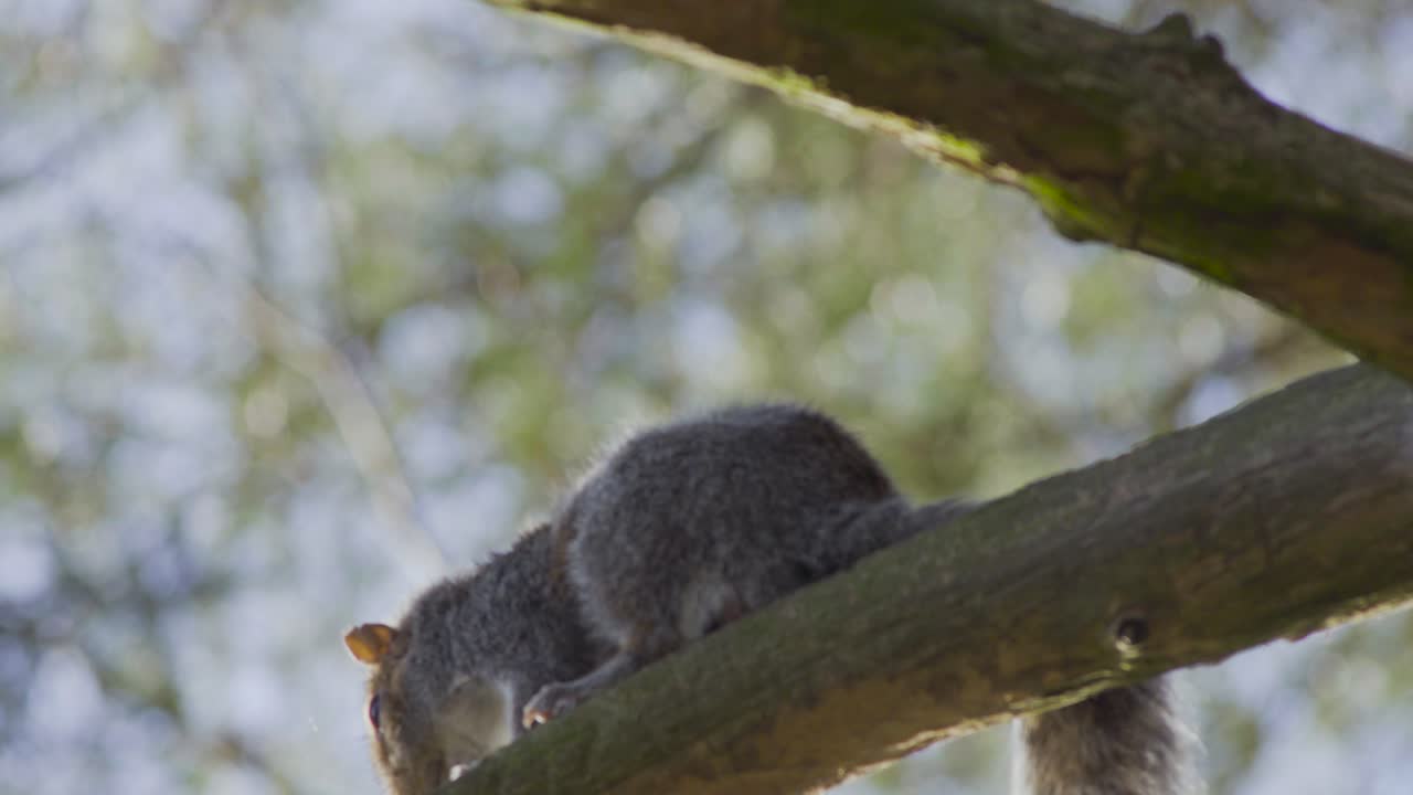 ardilla rascándose en la rama de un árbol, vista de cerca