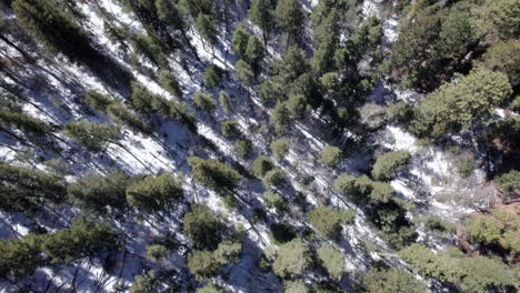 aerial top down of dense pine forest in winter as the snow has started melting