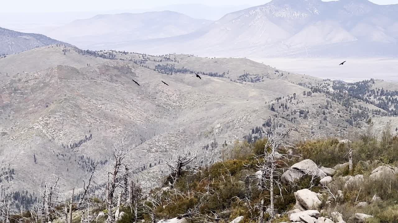 Birds flying in the mountain air