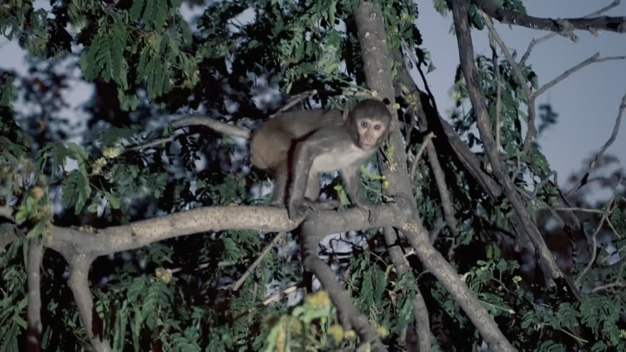 mono bebé macaco rhesus está saltando sobre un