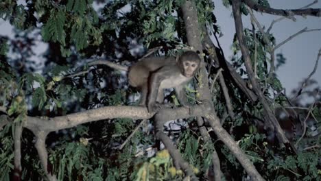 Baby-monkey-Rhesus-macaque-is-jumping-on-a