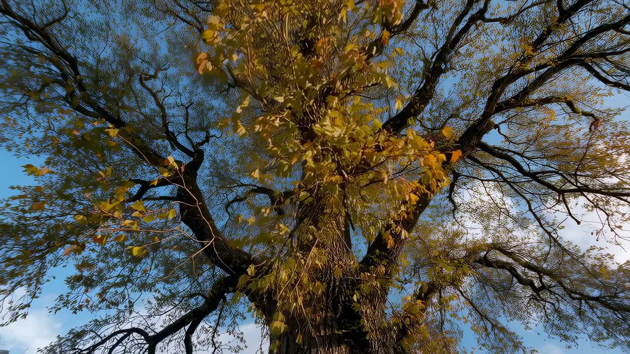 Inclinazione della camera che cattura un albero deciduo ondeggiante nella brezza, rivelando la chioma ingiallita e il cielo blu