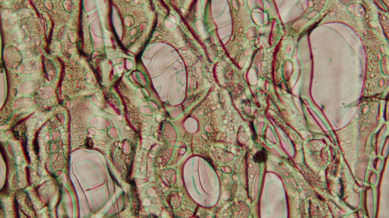 Microscopic View of Biological Cells and Tissue Structure