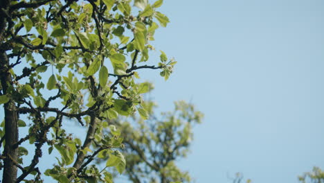 low angle time-lapse shot of an apple tree branch moving in the fresh spring wind in germany