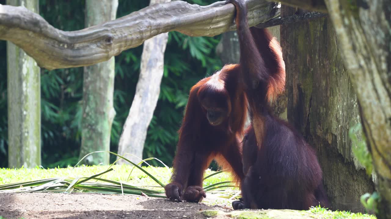 dos grandes simios hambrientos orangután recogiendo y comiendo la comida en el suelo, uno comenzó a alejarse