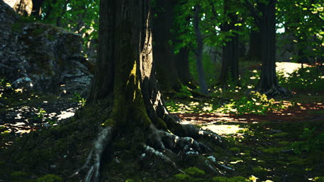 raíces de árboles y sol en un bosque verde