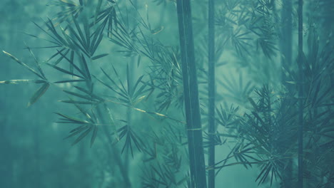 green bamboo in the fog with stems and leaves