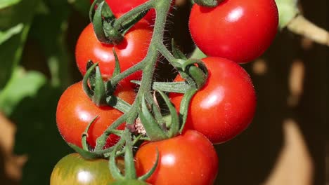 los jardineros deleitan los tomates que maduran en la vid