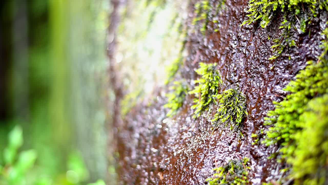 Primo piano macro con zoom di gocce di pioggia che scorrono su un cedro coperto di muschio a Vancouver Nord, BC, Canada
