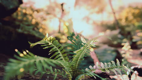bosque verde con rayos de luz