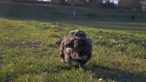 Cerca-De-Lindo-Cachorro-Corriendo-Rápido-Hacia-La-Cámara-En-El-Campo-De-Hierba-En-El-Parque-En-Cámara-Súper-Lenta-Durante-El-Verano-Con-Ojos-De-Cachorro