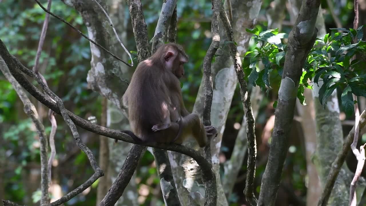 el macaco de cola de cerdo del norte es un primate que se encuentra comúnmente en el parque nacional de khao yai, aunque es una especie vulnerable