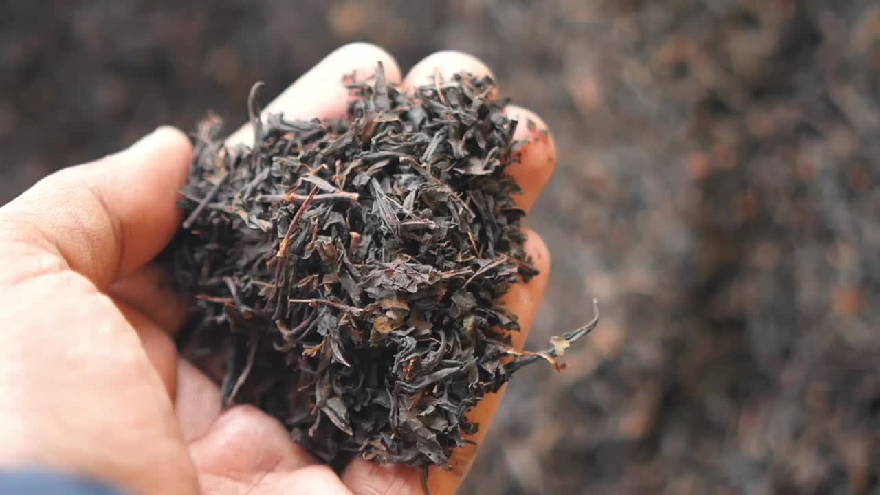 Hand holding loose black tea leaves