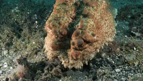 pepino de mar grande lanza su cuerpo sobre el fondo del mar hacia la cámara submarina