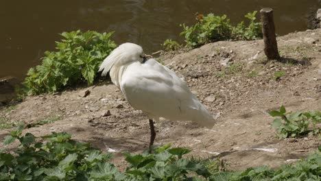 Black-faced-Spoonbill-Preening-Feather-Near-Pond-During-Sunny-Day