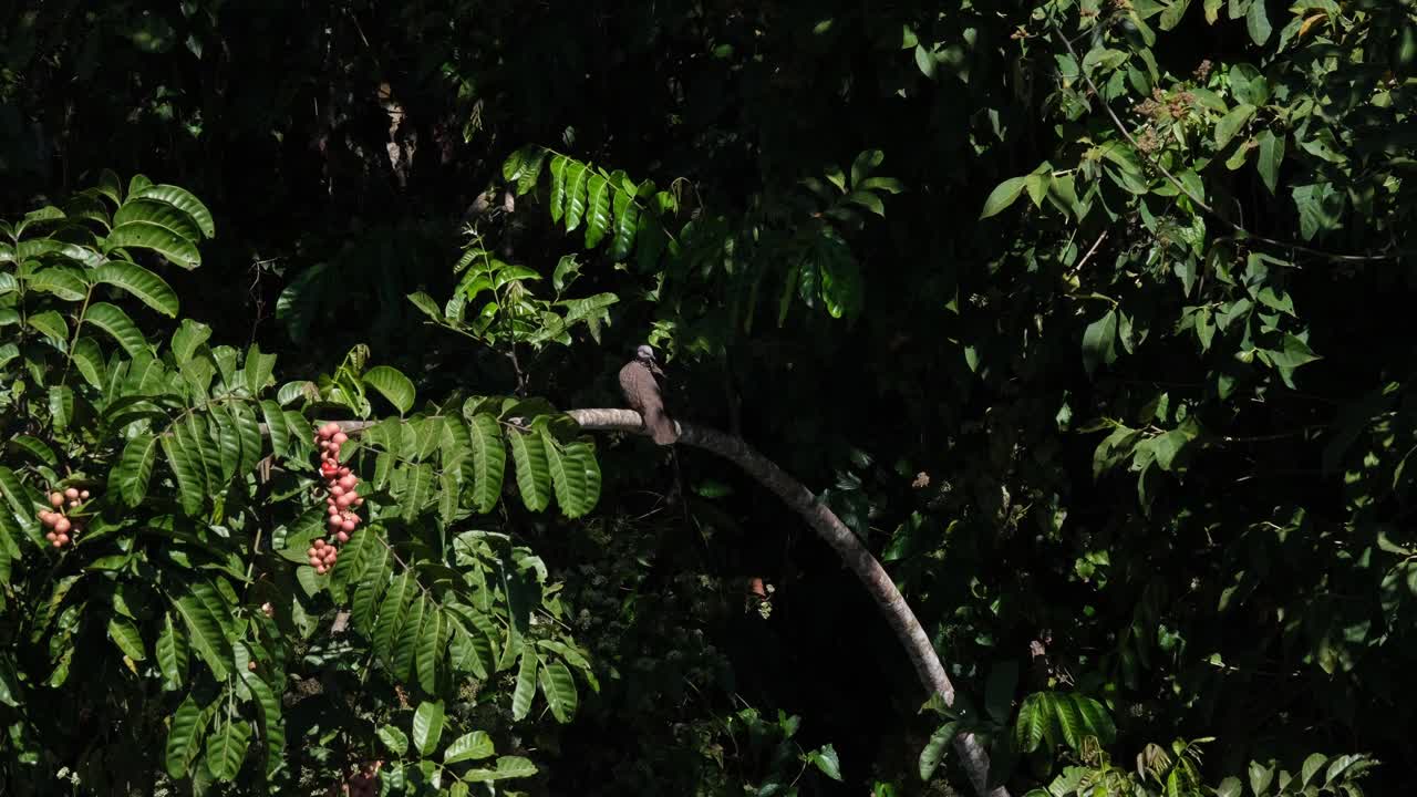 paloma manchada, spilopelia chinensis vista posada en una rama en lo profundo del bosque, luego se acicala y gira hacia la izquierda, parque nacional khao yai, tailandia