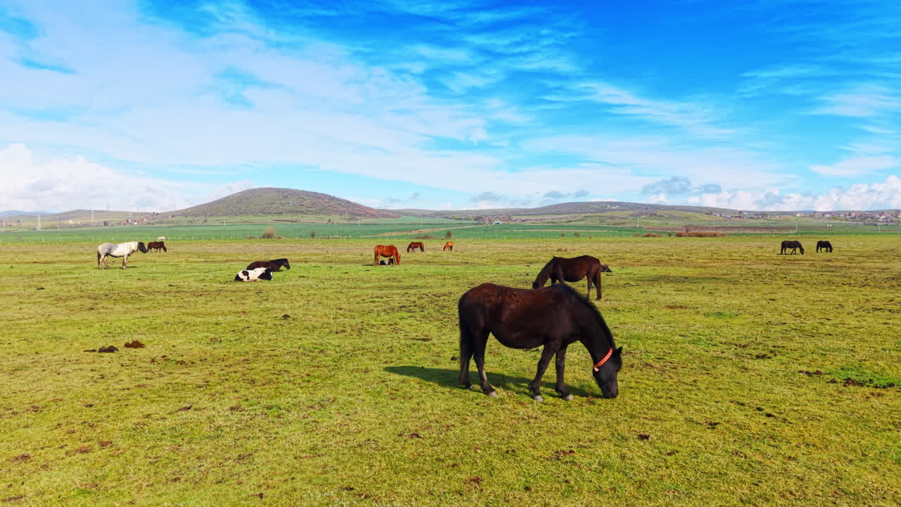 Mandria di cavalli al pascolo in un prato verde con colline sullo sfondo. Ampia inquadratura paesaggistica di numerosi cavalli che pascolano in un vasto prato verde sotto un cielo azzurro limpido con nuvole.