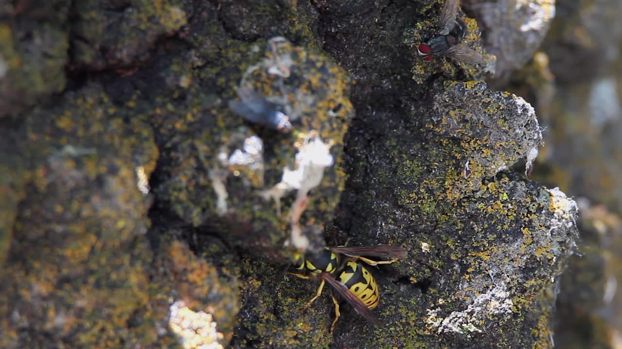 la mosca de carne de ojo rojo observa la avispa de chaqueta amarilla comiendo líquenes en la corteza de los árboles