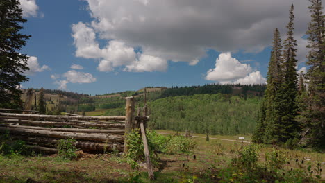 un corral ubicado entre los árboles de coníferas en el bosque - timelapse