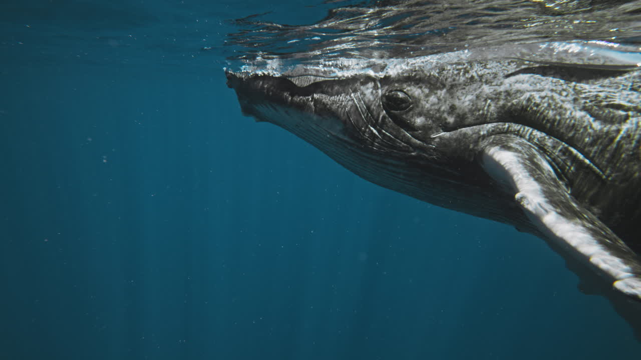 Closeup of Humpback whale face and eyes as it breaches water surface with light shimmering on fins