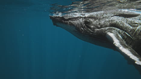 Closeup-of-Humpback-whale-face-and-eyes-as-it-breaches-water-surface-with-light-shimmering-on-fins