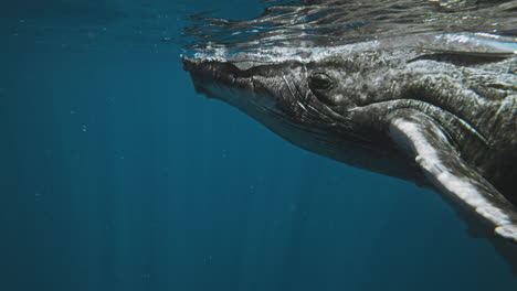 closeup of humpback whale face and eyes as it breaches water surface with light shimmering on fins