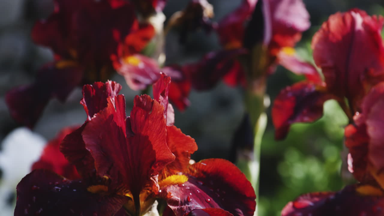 plantas de iris rojas barbudas altas florecientes a la luz del sol en el jardín de primavera