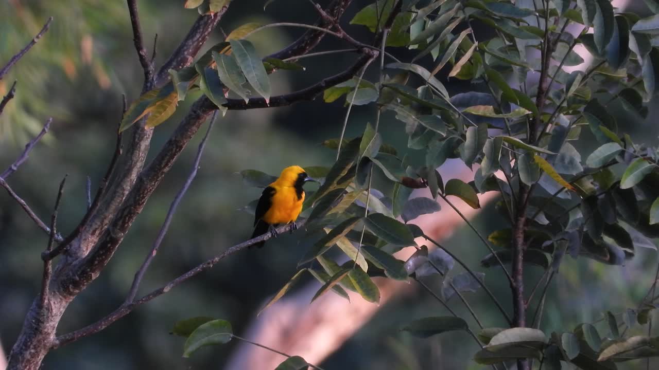 Yellow-backed Oriole bird South America native species forest nature wildlife bird spotting