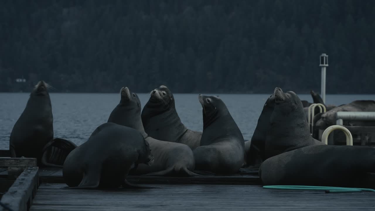 Sea lions resting on a dock, calm evening mood in California