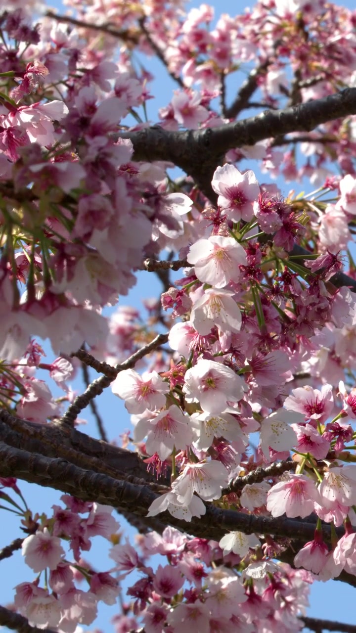 Primo piano di fiori di sakura rosa che ondeggiano dolcemente sui rami degli alberi a Tokyo, Giappone