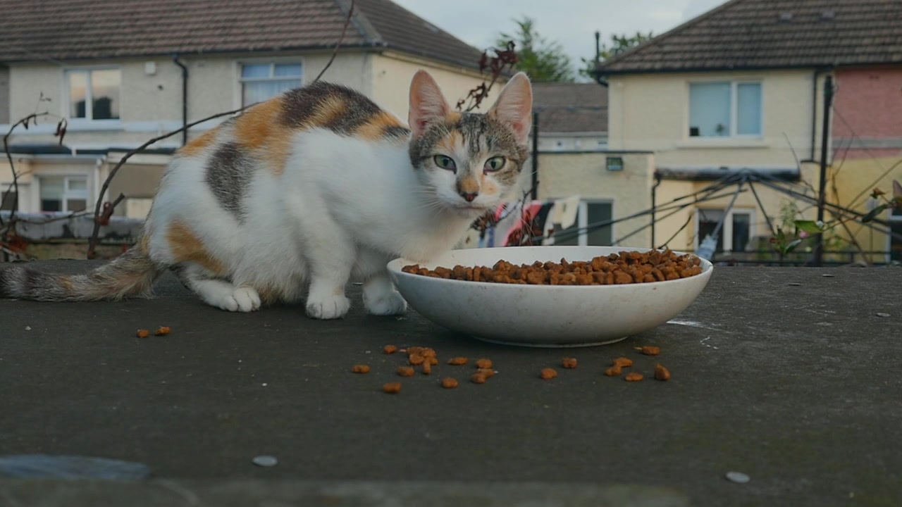 Um gato selvagem em cima de um abrigo de jardim comendo comida de uma tigela branca e virando-se lentamente para olhar para a câmera. Câmera lenta