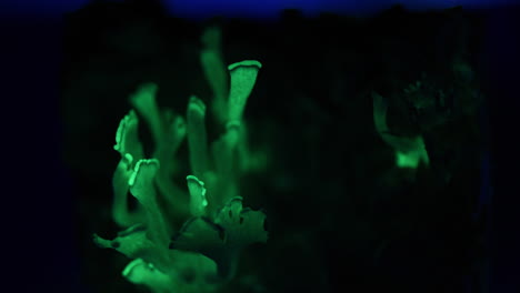 Timelapse-of-bio-luminescence-in-Bitter-Oyster-Panellus-stipticus-Mushroom