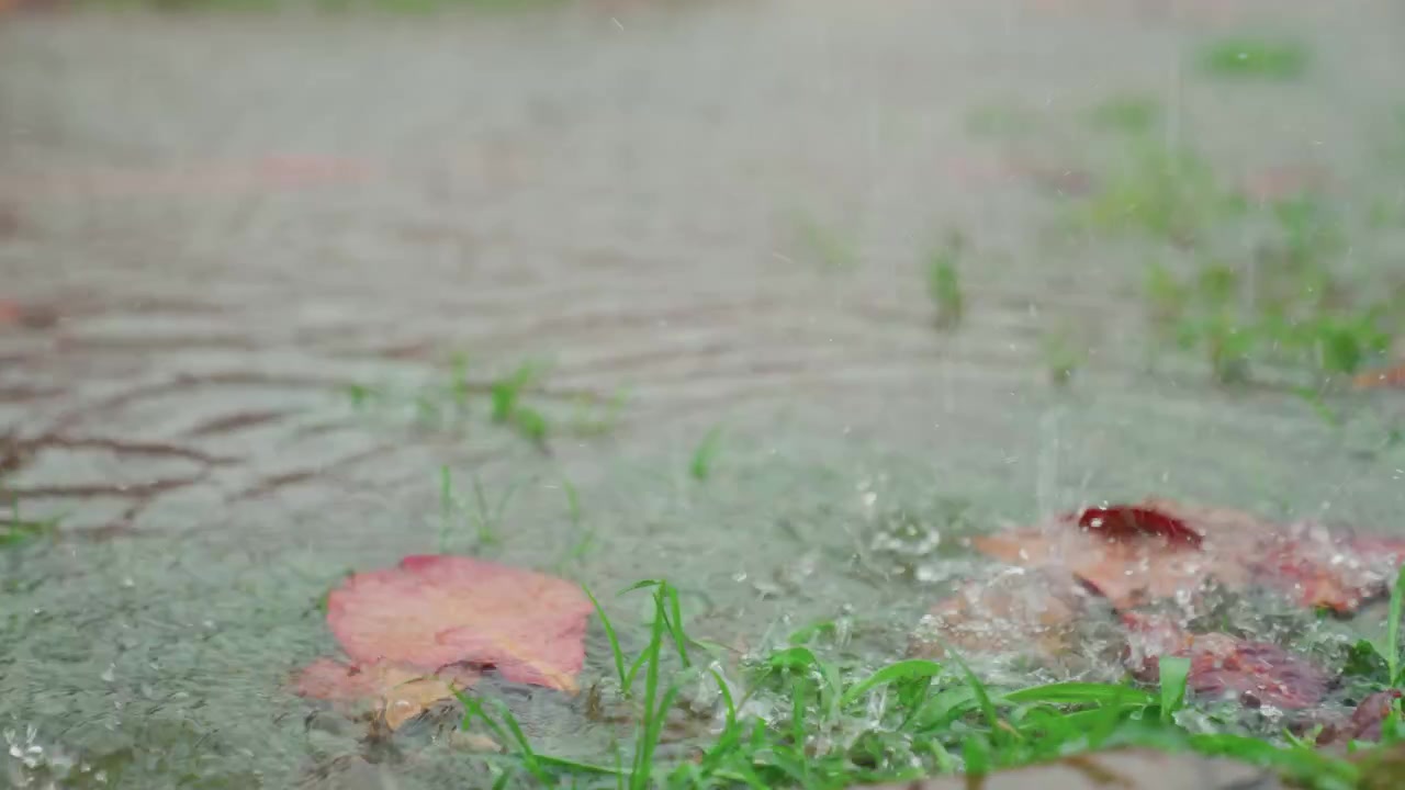 Daun terciprat di genangan air dangkal dekat tepi rumput, tetesan hujan menembus permukaan air menciptakan riak dan percikan, close-up dengan bokeh lembut, nada musim gugur yang cerah dan ritme yang energik, rekaman stok serbaguna