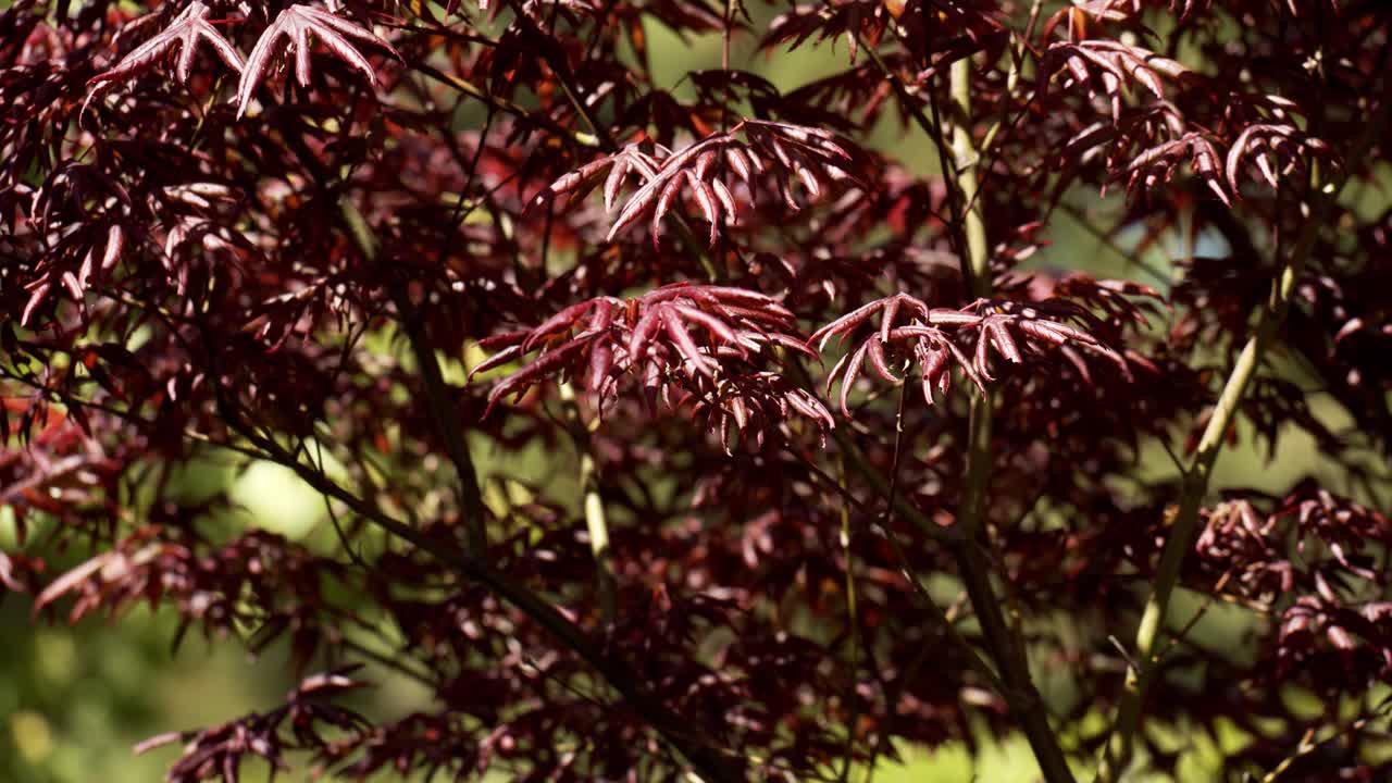 Beautiful red color leaves of bush on sunny day, close up shot