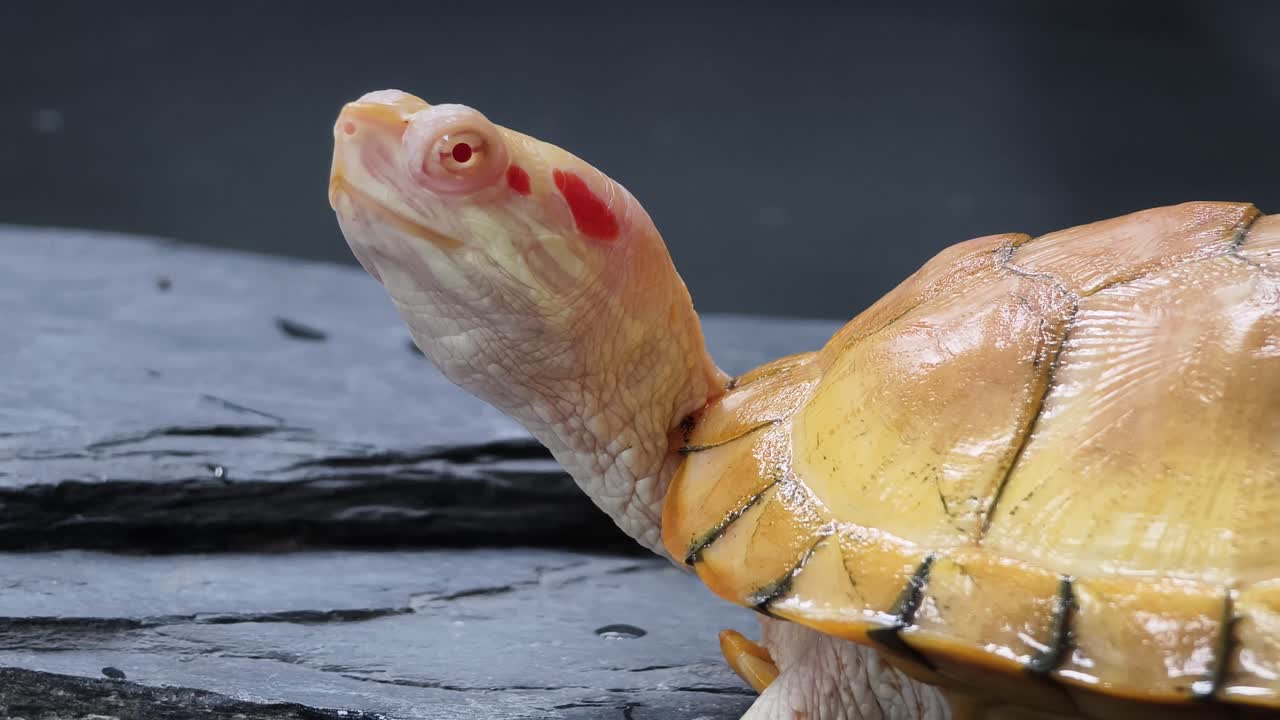 Albino Red-Eared Slider Turtle