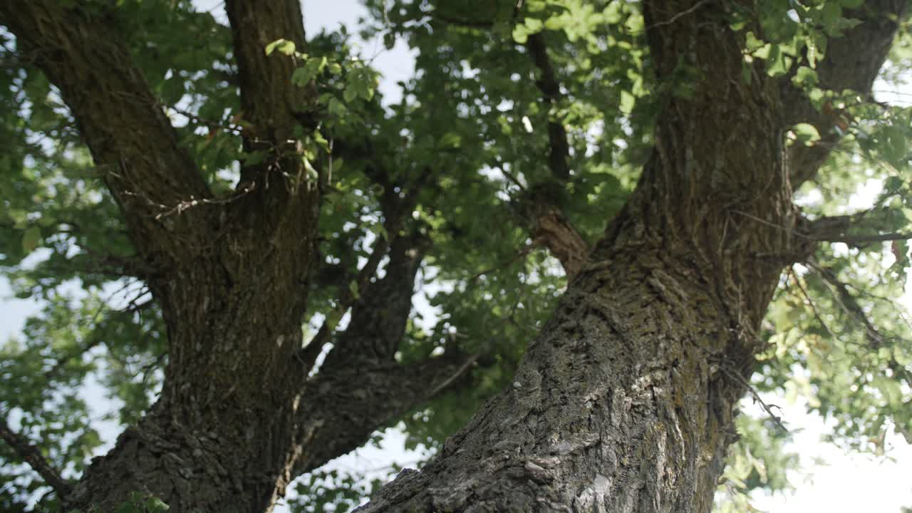 The sun shines through the branches and leaves of a big green tree bowing in the wind on a warm summer day