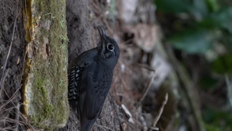 el sunda thrush es una especie de ave de la familia turdidae